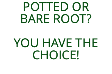 POTTED OR  BARE ROOT? YOU HAVE THE CHOICE!