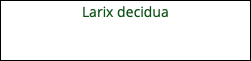 Larix decidua 