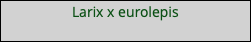 Larix x eurolepis 