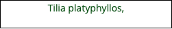 Tilia platyphyllos,  