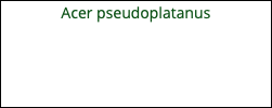 Acer pseudoplatanus 