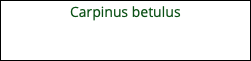 Carpinus betulus 