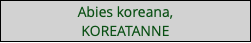 Abies koreana, KOREATANNE