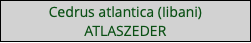 Cedrus atlantica (Iibani) ATLASZEDER