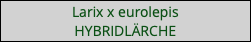 Larix x eurolepis HYBRIDLÄRCHE