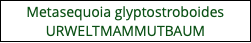 Metasequoia glyptostroboides URWELTMAMMUTBAUM