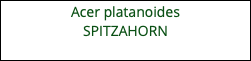 Acer platanoides SPITZAHORN 