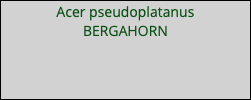 Acer pseudoplatanus BERGAHORN 