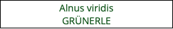 Alnus viridis GRÜNERLE