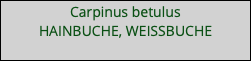 Carpinus betulus HAINBUCHE, WEISSBUCHE 