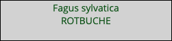 Fagus sylvatica ROTBUCHE 