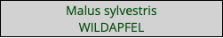 Malus sylvestris WILDAPFEL