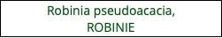 Robinia pseudoacacia,  ROBINIE