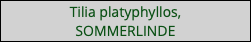 Tilia platyphyllos,  SOMMERLINDE