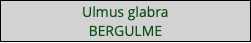 Ulmus glabra BERGULME
