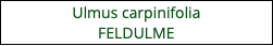 Ulmus carpinifolia FELDULME